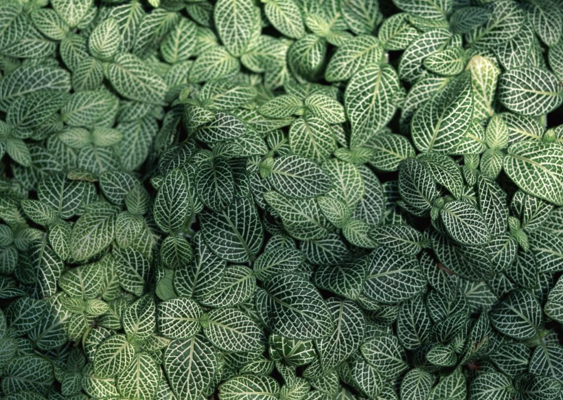 绿色植物背景图片(25张)