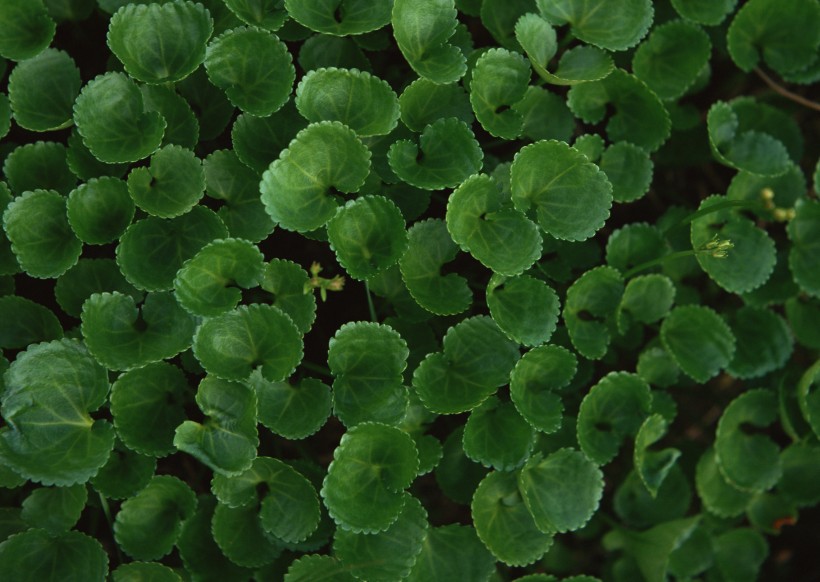 绿色植物背景图片(22张)
