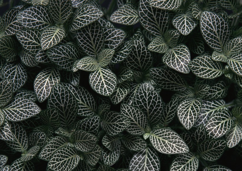 绿色植物背景图片(22张)