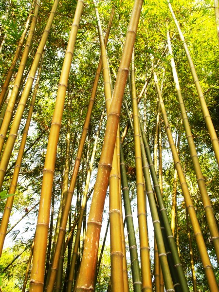 挺拔结实的竹子图片(12张)