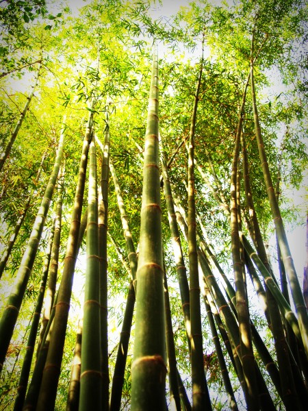 挺拔结实的竹子图片(12张)