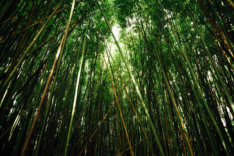 挺拔结实的竹子图片(12张)