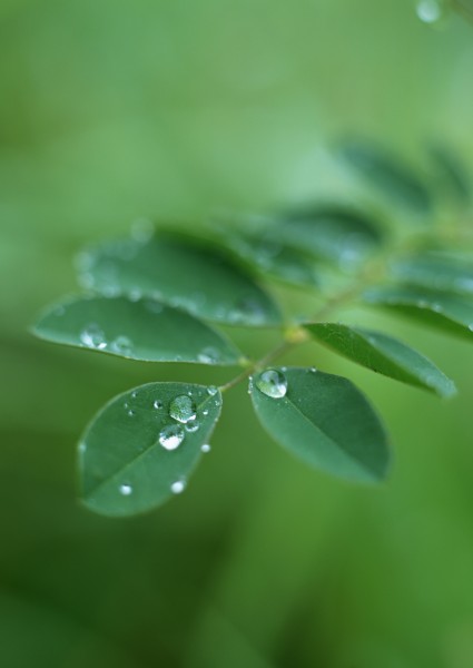 绿叶上的水珠图片(20张)