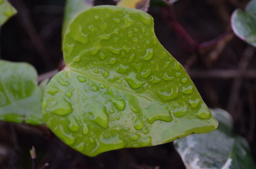 绿叶上的水珠图片(12张)