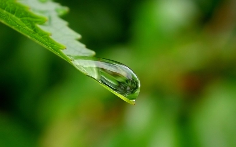 绿叶上的水珠图片(12张)