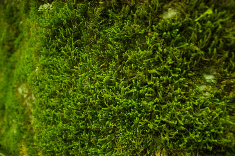绿幽幽的苔藓图片(12张)