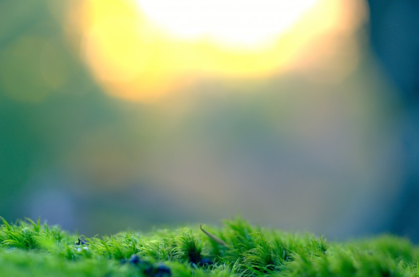 绿幽幽的苔藓图片(12张)