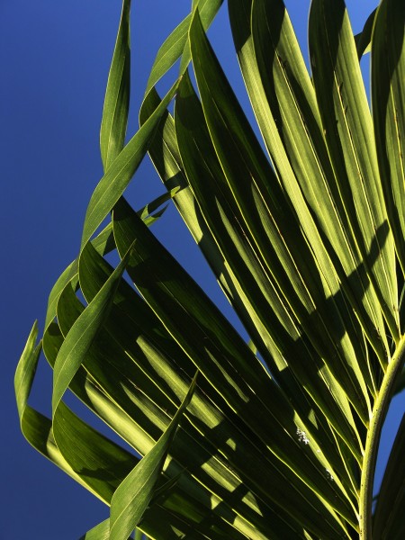 绿油油的棕榈叶图片(12张)