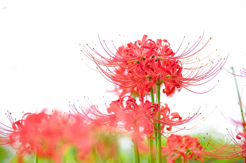 曼珠沙华花卉图片(12张)