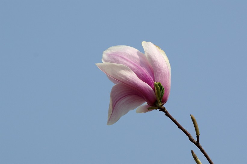 黑色背景下的粉色玉兰花图片(7张)