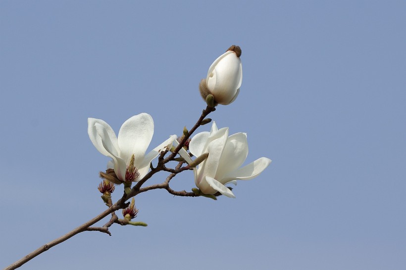 白色玉兰花图片(9张)