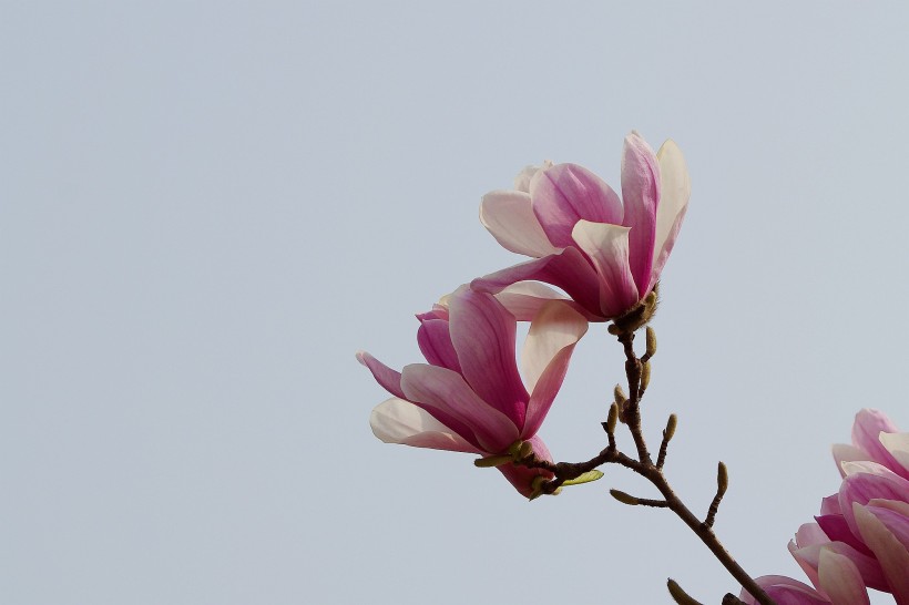 清新玉兰花卉图片(17张)