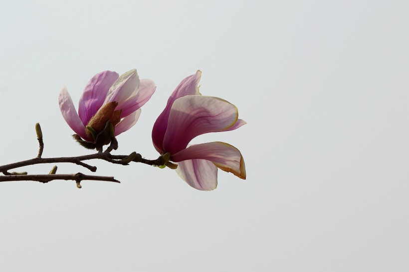 黑色背景下的粉色玉兰花图片(7张)