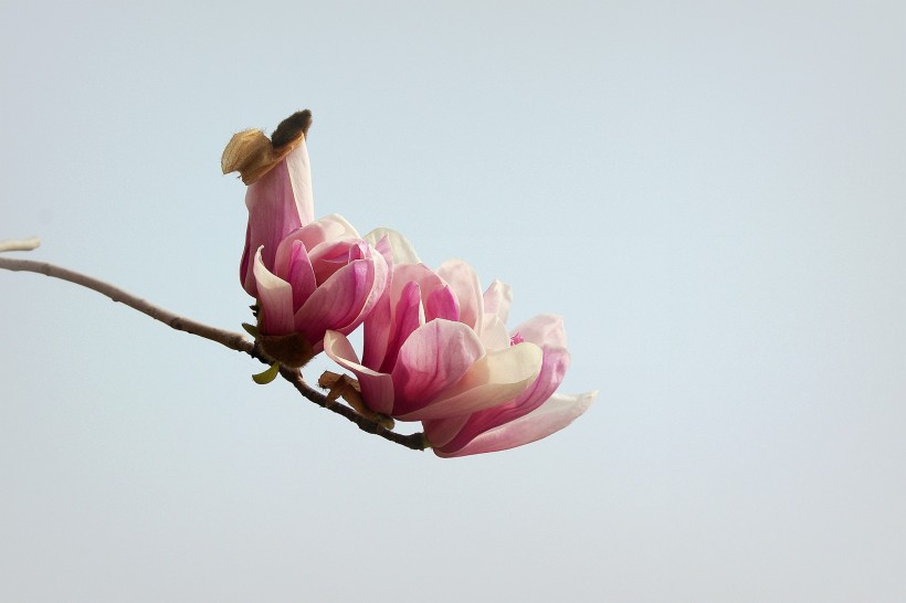 玉兰花卉图片(11张)