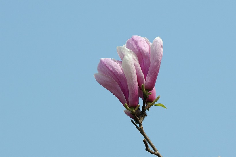 粉色玉兰花卉图片(20张)