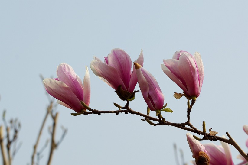 粉色玉兰花卉图片(20张)