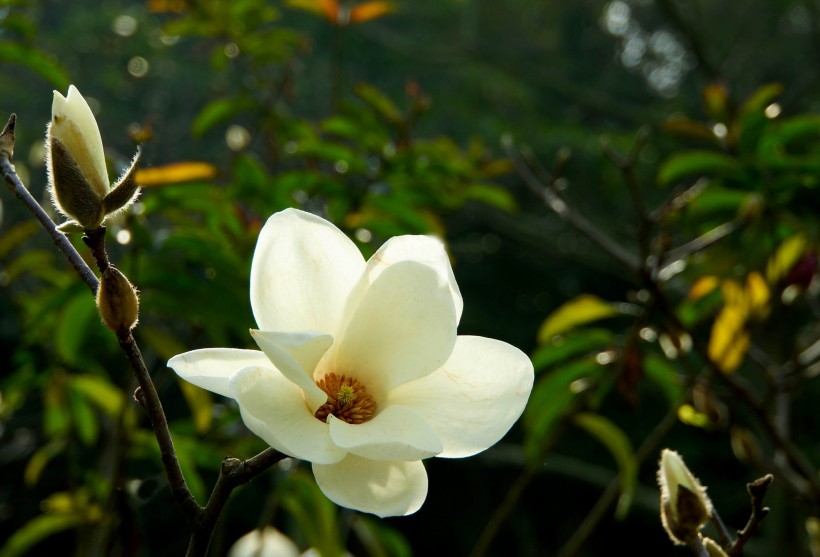白色玉兰花图片(8张)