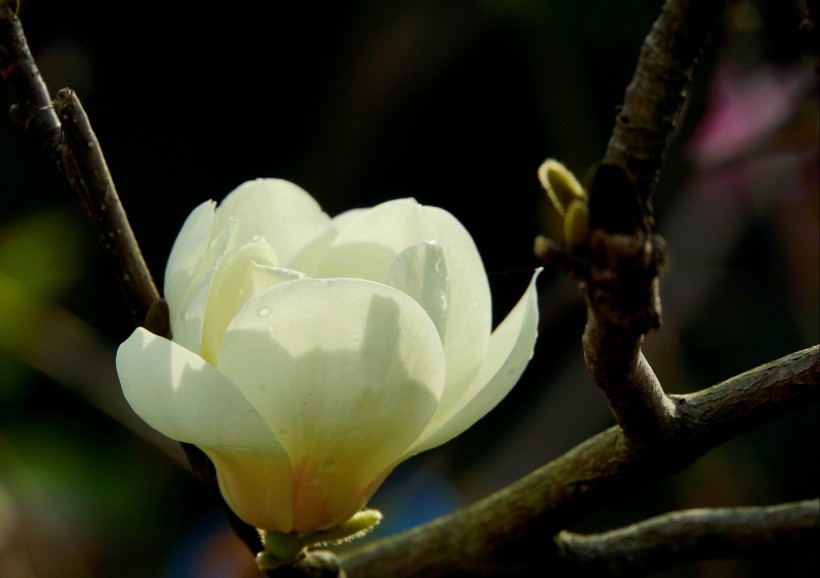 白色玉兰花图片(8张)