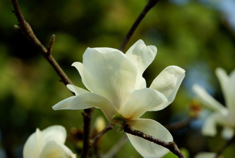 白色和粉色的玉兰花图片(15张)