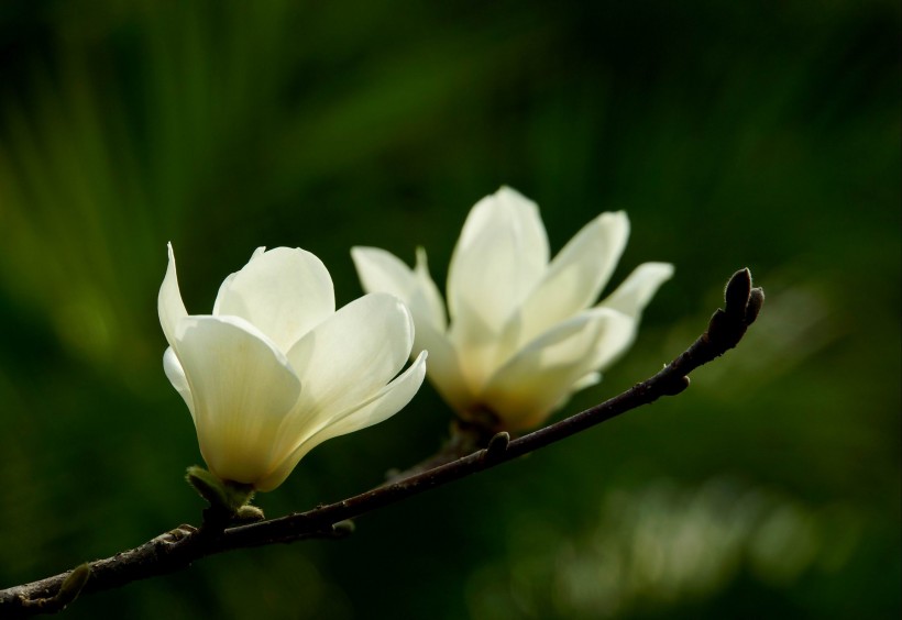 白色和粉色的玉兰花图片(15张)