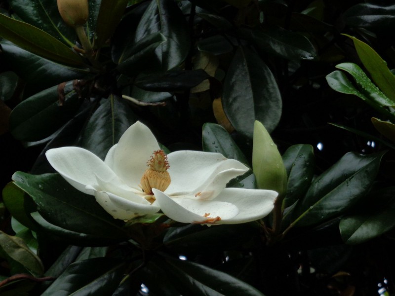 洁白的荷花玉兰花卉图片(15张)