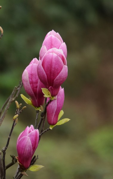 紫玉兰花卉图片(8张)