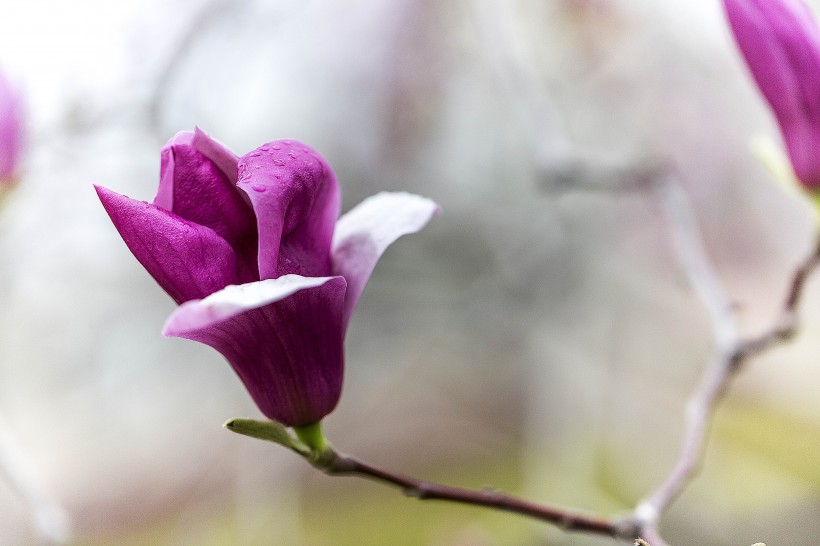 紫玉兰花卉图片(8张)