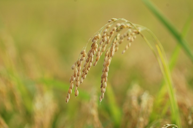 成熟的麦子图片(32张)