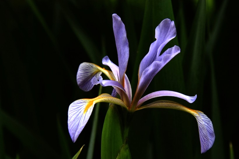 紫色马兰花图片(10张)