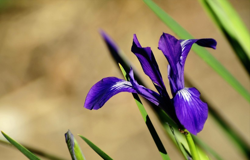 紫色马兰花图片(10张)