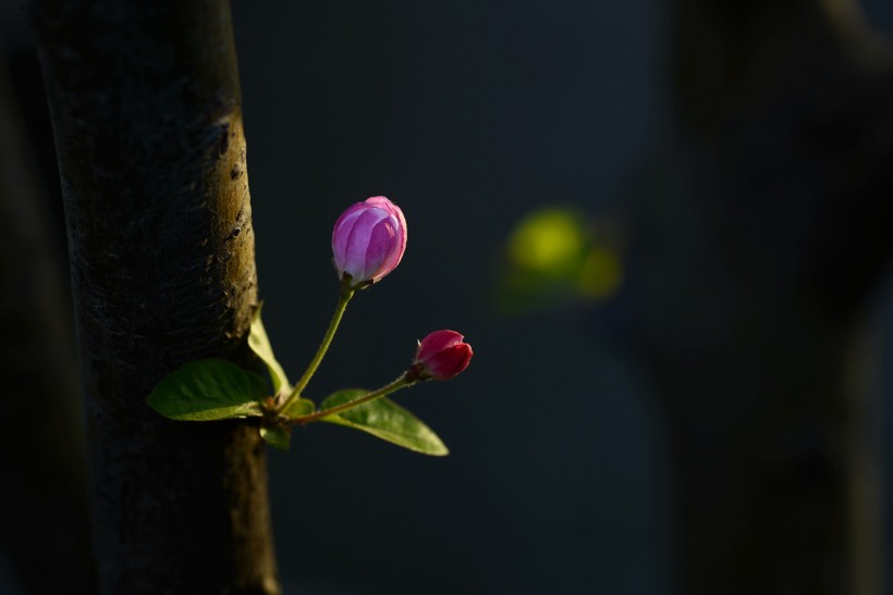 垂丝海棠花卉图片(14张)