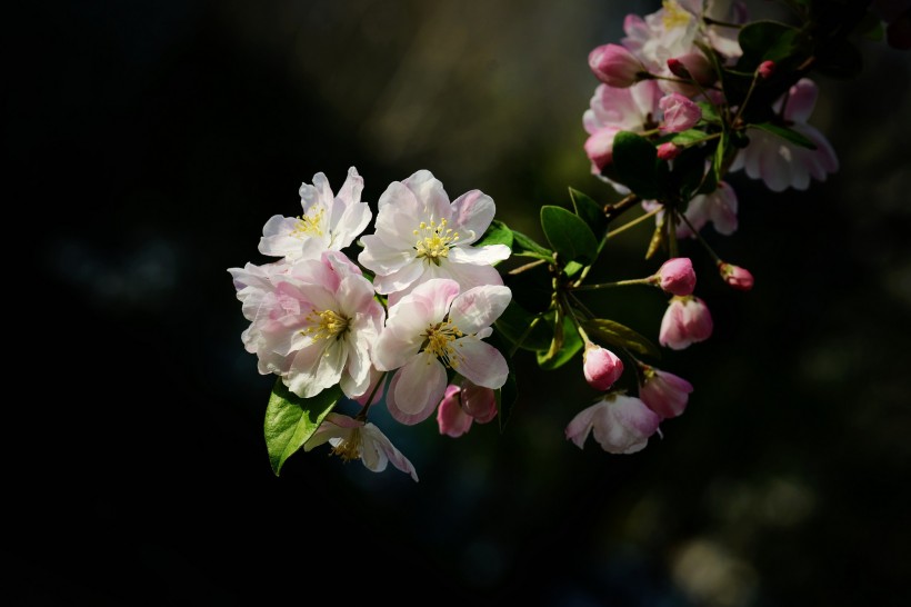 垂丝海棠花卉图片(14张)