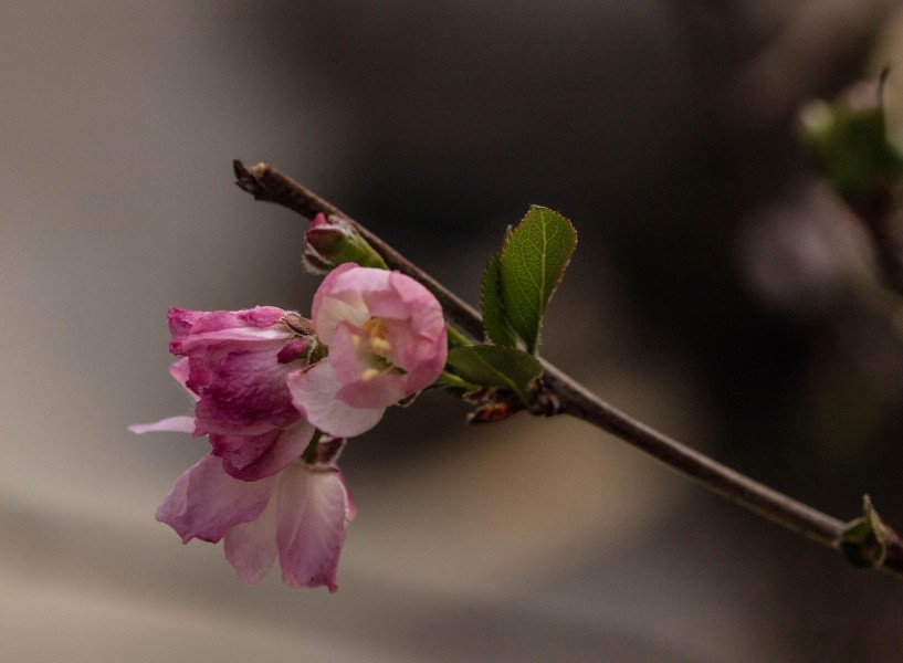 海棠花卉图片(5张)