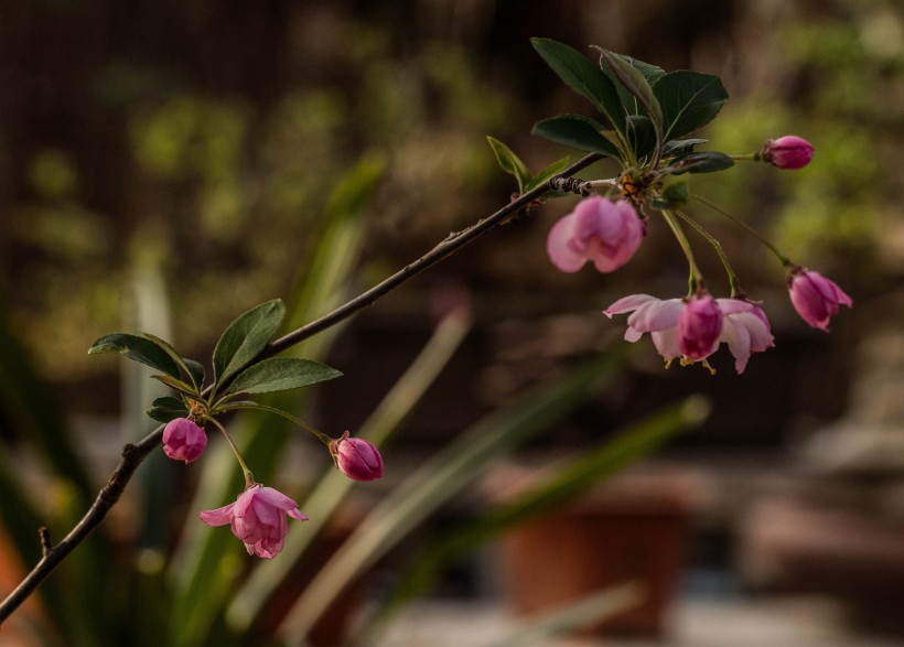 粉色海棠花图片(12张)