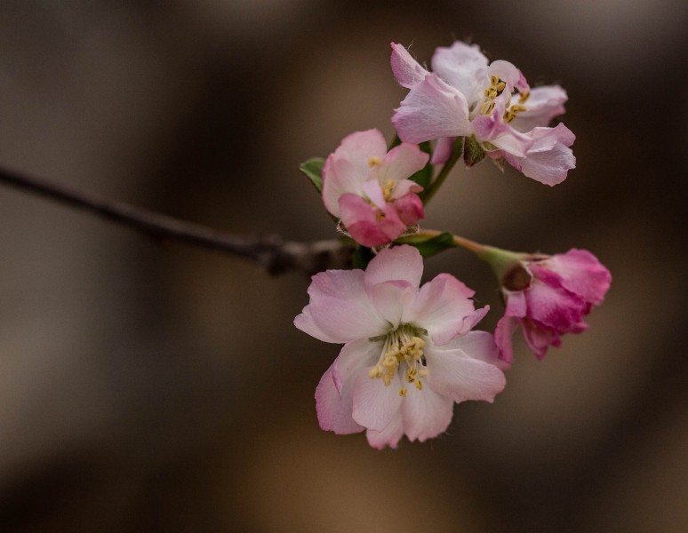 粉色海棠花图片(12张)