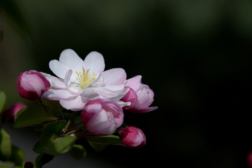 海棠花卉图片(12张)