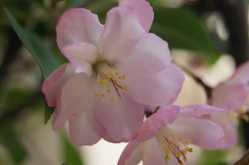 海棠花卉图片(12张)