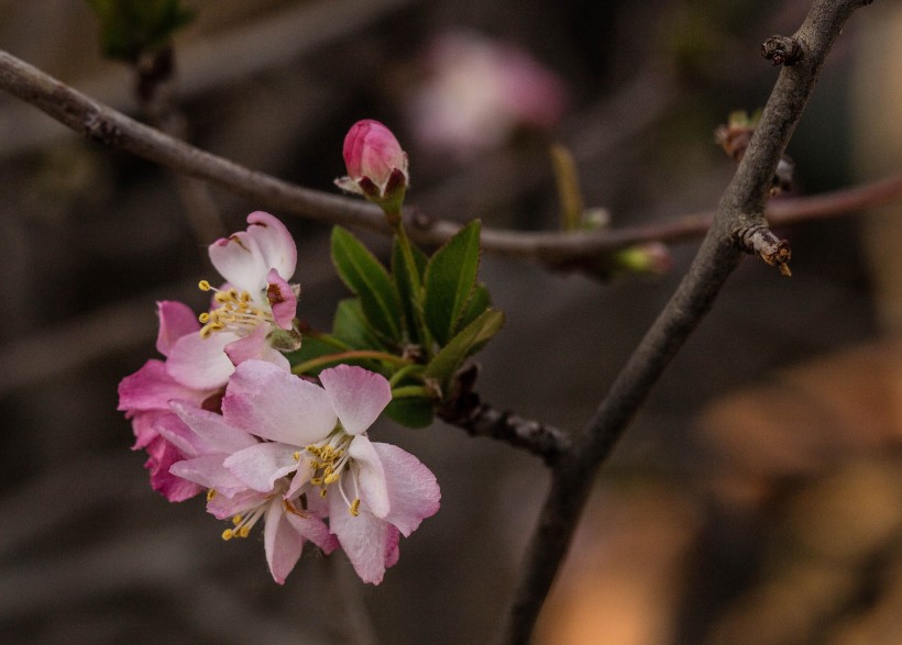 粉色海棠花图片(6张)