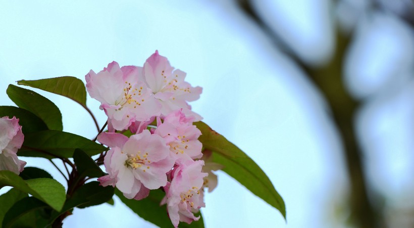 娇俏的海棠花图片(9张)