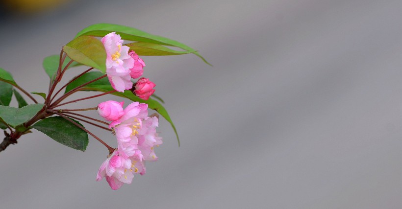 娇俏的海棠花图片(9张)