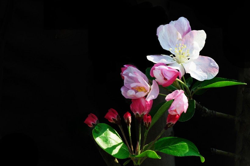 黑色背景下的海棠花图片(7张)
