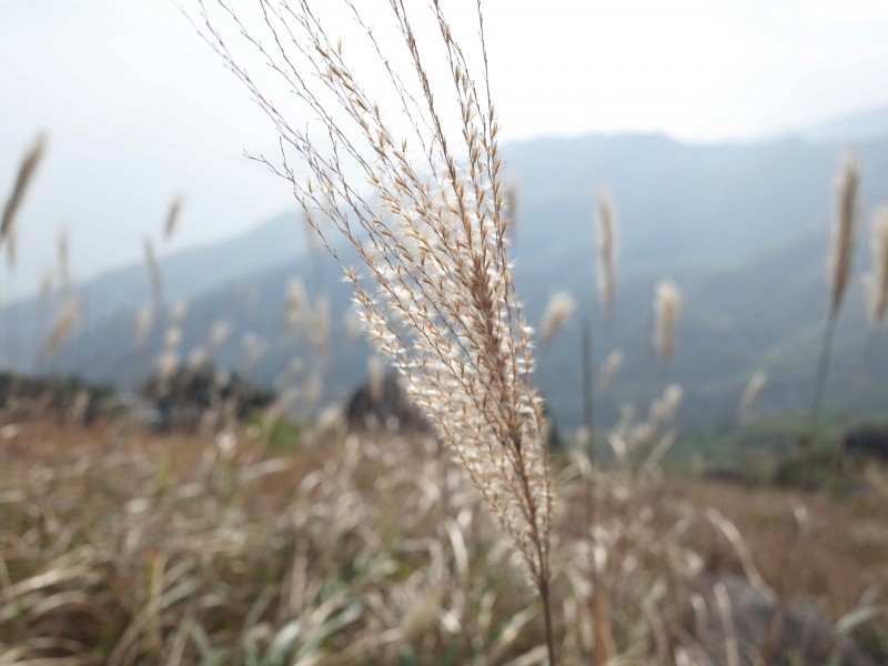 唯美芒草图片(5张)