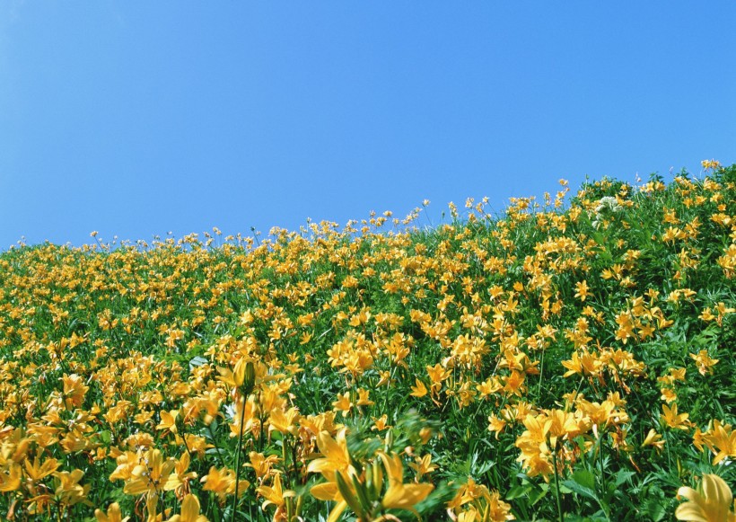 漫山花海特写图片(58张)