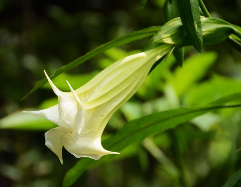 白色曼陀罗花卉图片(10张)