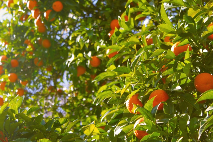 茂盛的橘树图片(9张)