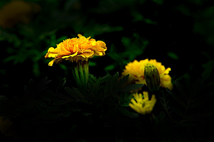 黄色的万寿菊图片(9张)
