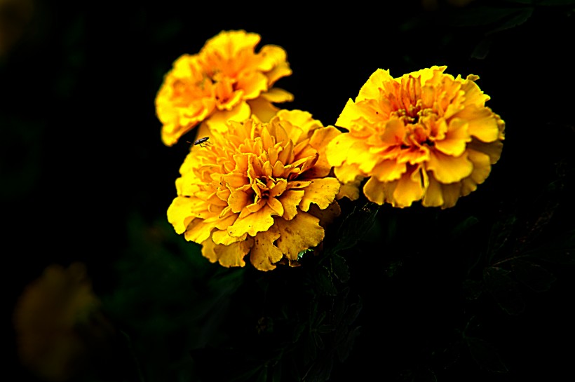 黄色的万寿菊图片(9张)