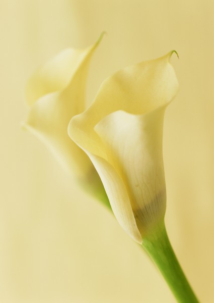 马蹄莲花朵图片(8张)