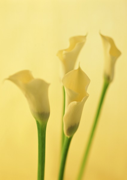 马蹄莲花朵图片(8张)