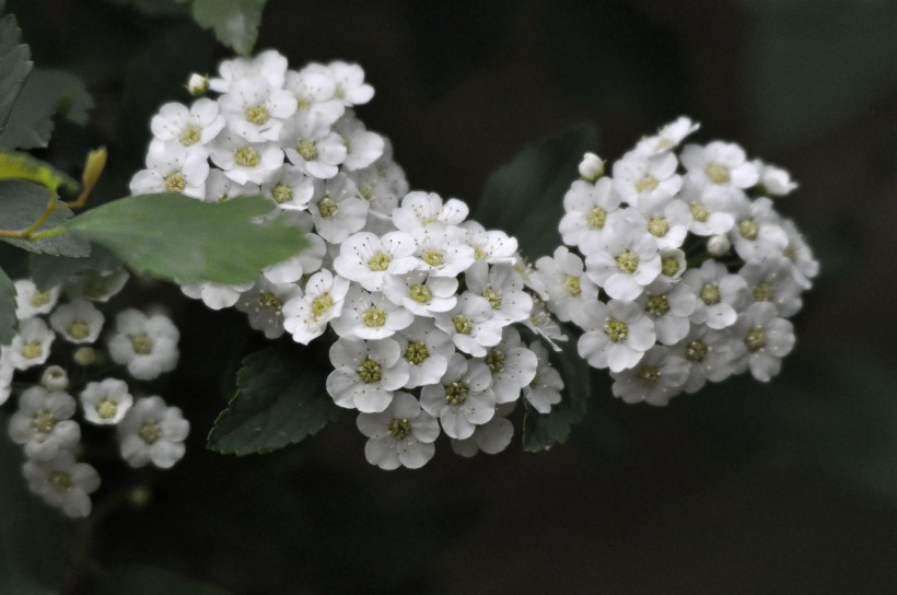 麻叶绣线菊花卉图片(9张)